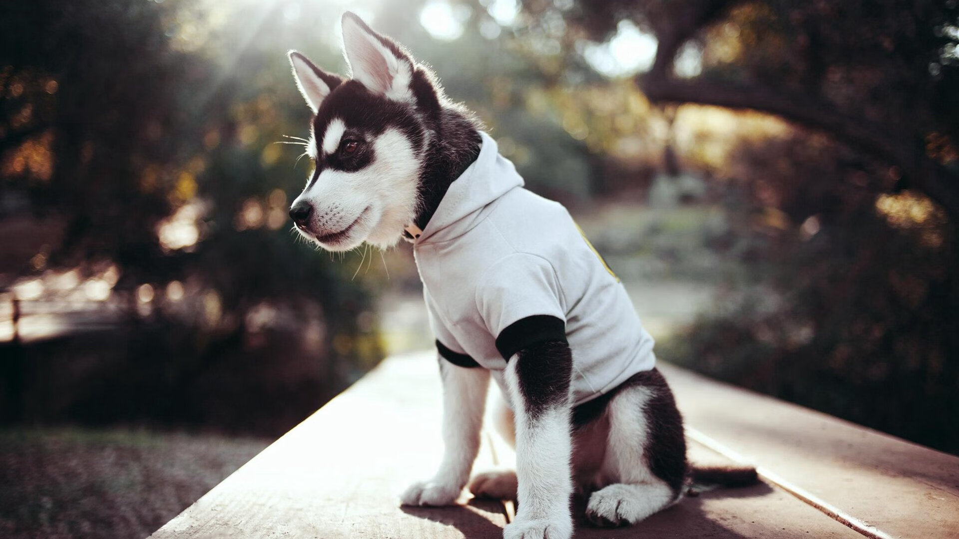 风城利刃出鞘,拉文关键战不手软,公牛力擒黄蜂显峥嵘