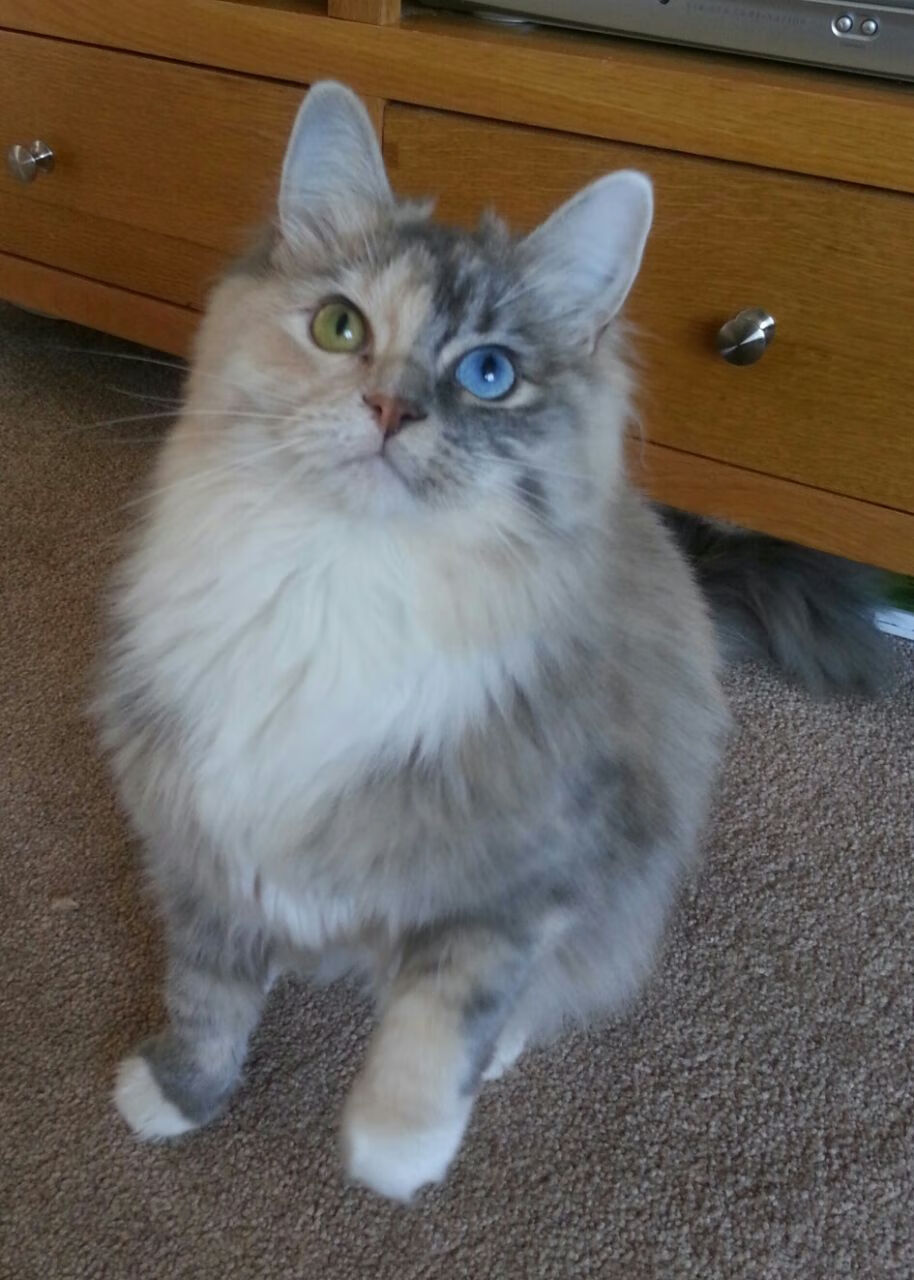 库里末节狂飙定乾坤，吉林队强势拿下勇士创历史